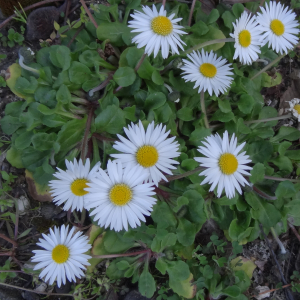 Photographie n°2566770 du taxon Bellis perennis L.