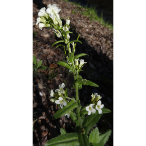 4 - arabette tourette (arabis turrita).jpg