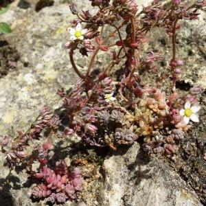 Photographie n°2566789 du taxon Sedum dasyphyllum L. [1753]