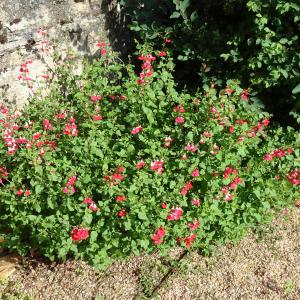 Photographie n°2566802 du taxon Salvia microphylla Kunth [1818]