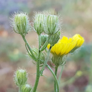 Photographie n°2566812 du taxon Crepis setosa Haller f.