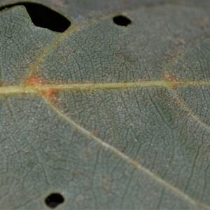 Photographie n°2566845 du taxon Tilia cordata Mill.