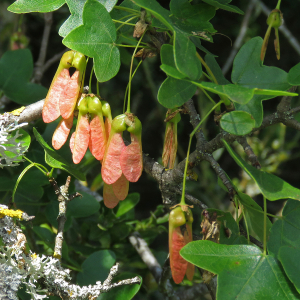 Photographie n°2566847 du taxon Acer monspessulanum L.