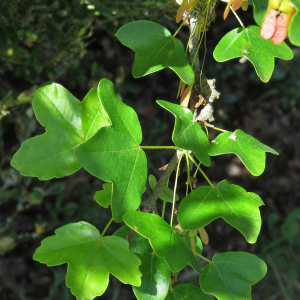 Photographie n°2566849 du taxon Acer monspessulanum L.