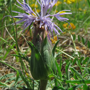 Photographie n°2566854 du taxon Carduncellus mitissimus (L.) DC.