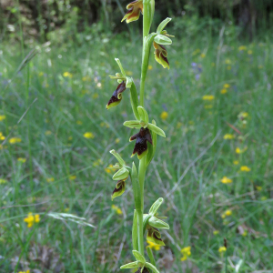 Photographie n°2566858 du taxon Ophrys aymoninii (Breistr.) Buttler