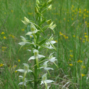 Photographie n°2566863 du taxon Platanthera bifolia (L.) Rich.