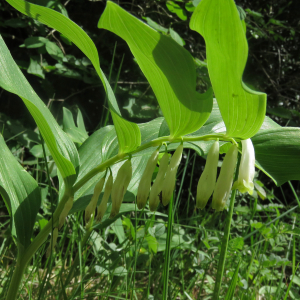 Photographie n°2566867 du taxon Polygonatum odoratum (Mill.) Druce