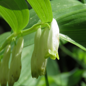 Photographie n°2566868 du taxon Polygonatum odoratum (Mill.) Druce