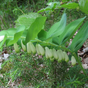 Photographie n°2566869 du taxon Polygonatum odoratum (Mill.) Druce