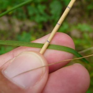 Photographie n°2566896 du taxon Festuca heterophylla Lam. [1779]
