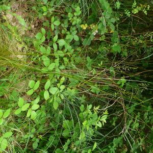 Photographie n°2566900 du taxon Festuca heterophylla Lam. [1779]