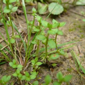 Photographie n°2566905 du taxon Lysimachia minima (L.) U.Manns & Anderb. [2009]