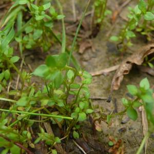 Photographie n°2566908 du taxon Lysimachia minima (L.) U.Manns & Anderb. [2009]