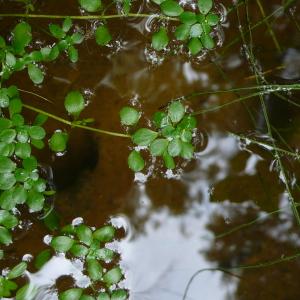 Photographie n°2566916 du taxon Callitriche stagnalis Scop. [1772]