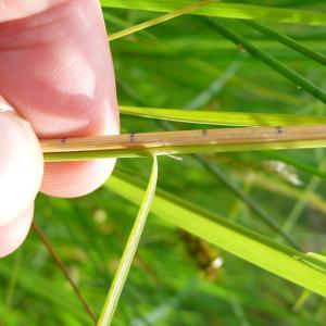 Photographie n°2566925 du taxon Agrostis canina L. [1753]