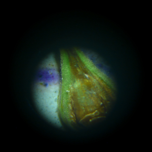 Photographie n°2566932 du taxon Carex leporina L. [1753]