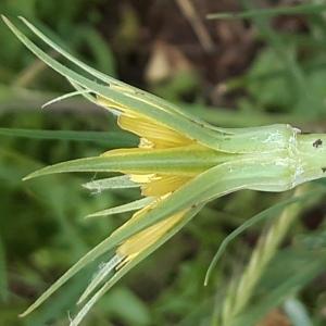 Photographie n°2566967 du taxon Tragopogon dubius Scop. [1772]