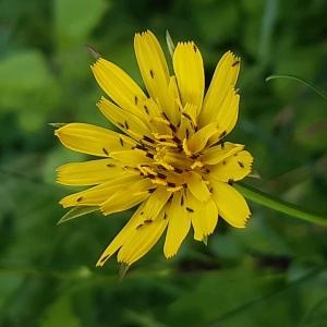 Photographie n°2566991 du taxon Tragopogon pratensis L.