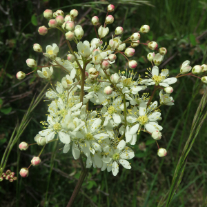 Photographie n°2566992 du taxon Filipendula vulgaris Moench