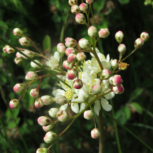 Photographie n°2566993 du taxon Filipendula vulgaris Moench