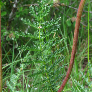 Photographie n°2566994 du taxon Filipendula vulgaris Moench