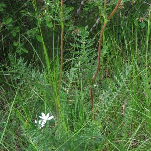 Photographie n°2566995 du taxon Filipendula vulgaris Moench