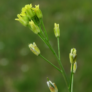 Photographie n°2566999 du taxon Camelina microcarpa Andrz. ex DC.