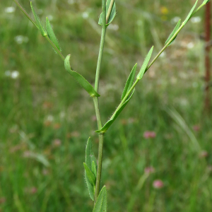 Photographie n°2567000 du taxon Camelina microcarpa Andrz. ex DC.