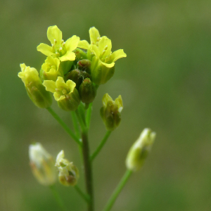 Photographie n°2567001 du taxon Camelina microcarpa Andrz. ex DC.
