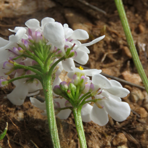 Photographie n°2567005 du taxon Iberis pinnata L.