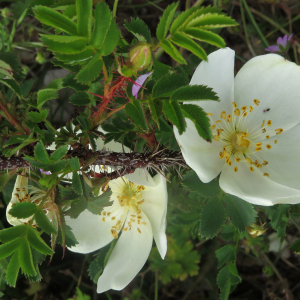 Photographie n°2567007 du taxon Rosa pimpinellifolia L.