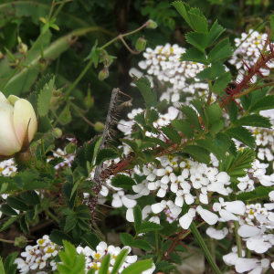 Photographie n°2567008 du taxon Rosa pimpinellifolia L.