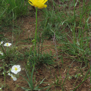 Photographie n°2567017 du taxon Ranunculus gramineus L.