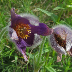 Photographie n°2567021 du taxon Pulsatilla vulgaris var. costeana Aichele & Schwegler