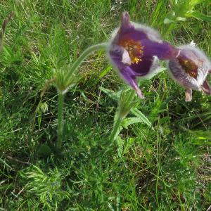 Photographie n°2567022 du taxon Pulsatilla vulgaris var. costeana Aichele & Schwegler