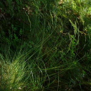 Photographie n°2567080 du taxon Festuca marginata subsp. marginata