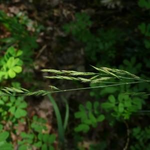 Photographie n°2567081 du taxon Festuca marginata subsp. marginata