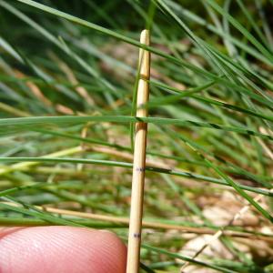  - Festuca marginata subsp. marginata