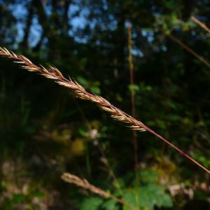 Photographie n°2567159 du taxon Festuca ovina subsp. guestfalica (Boenn. ex Rchb.) K.Richt. [1890]