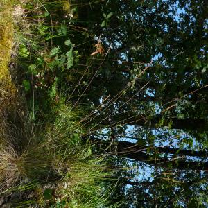 Photographie n°2567161 du taxon Festuca ovina subsp. guestfalica (Boenn. ex Rchb.) K.Richt. [1890]