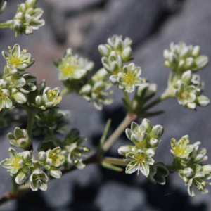 Photographie n°2567202 du taxon Scleranthus perennis L.