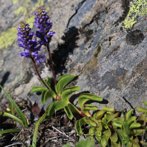 Photographie n°2567204 du taxon Veronica allionii Vill.