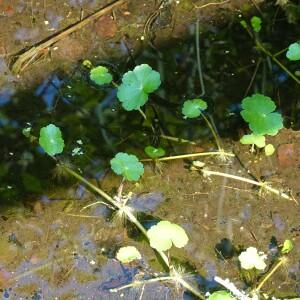  - Hydrocotyle ranunculoides L.f.