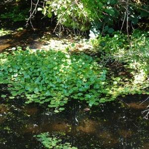  - Hydrocotyle ranunculoides L.f. [1782]