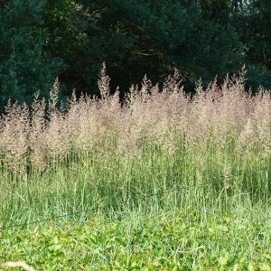 Photographie n°2567228 du taxon Calamagrostis epigejos (L.) Roth