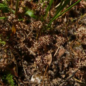 Photographie n°2567233 du taxon Trifolium glomeratum L. [1753]