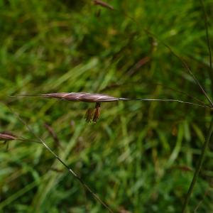  - Bromus arvensis subsp. arvensis