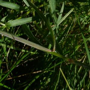  - Bromus arvensis subsp. arvensis