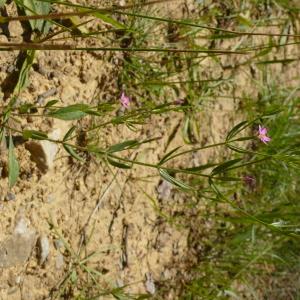 Photographie n°2567254 du taxon Centaurium pulchellum (Sw.) Druce [1898]